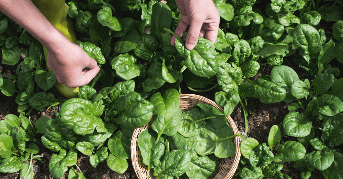 De ce spanacul nu trebuie să lipsească din alimentația ta.​