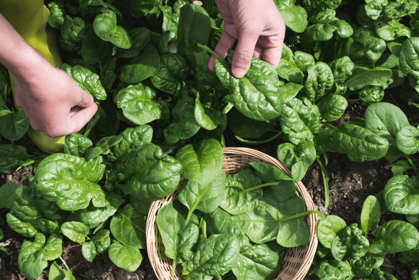 De ce spanacul nu trebuie să lipsească din alimentația ta.​
